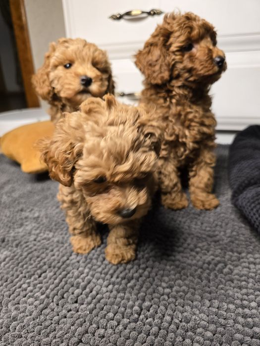 Мальтипу дівчинка