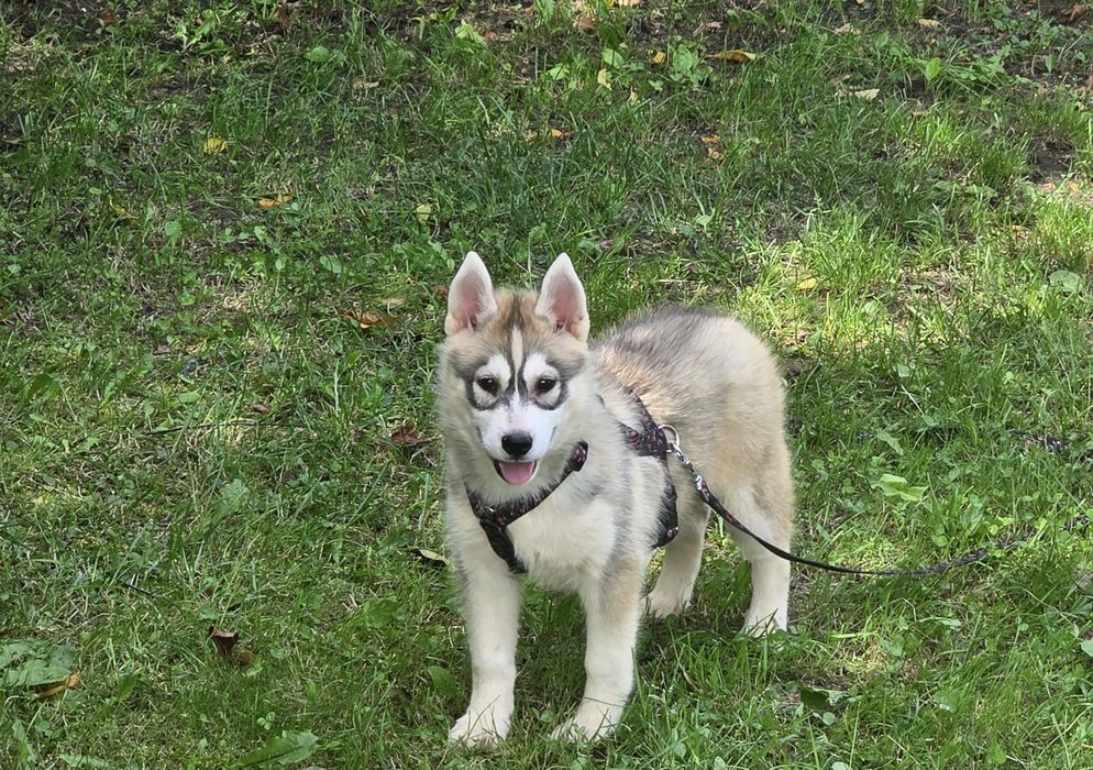 Siberian Husky wspaniałe maluchy!