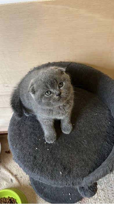 Scottish fold de boa linhagem