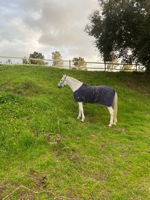 Cavalo Lusitano de pelo branco