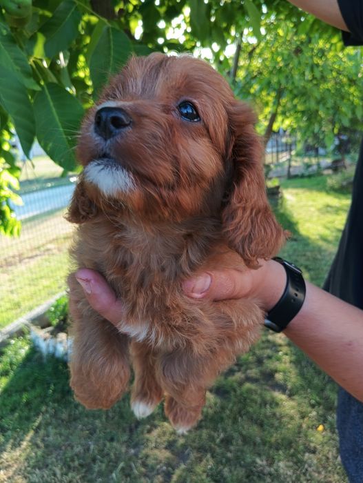 Cavapoo - suczka