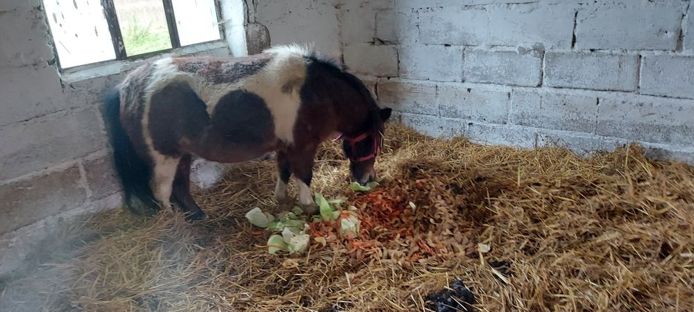 Klacz zrebna  i ogierek  para