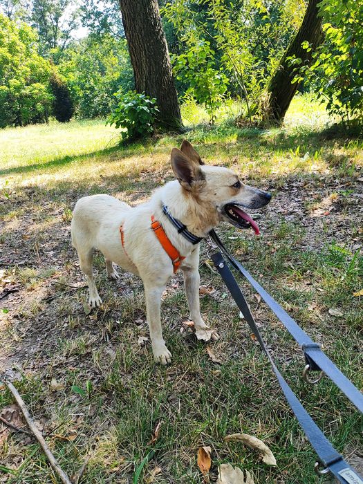 Olaf- mały zwinny psiak do adopcji