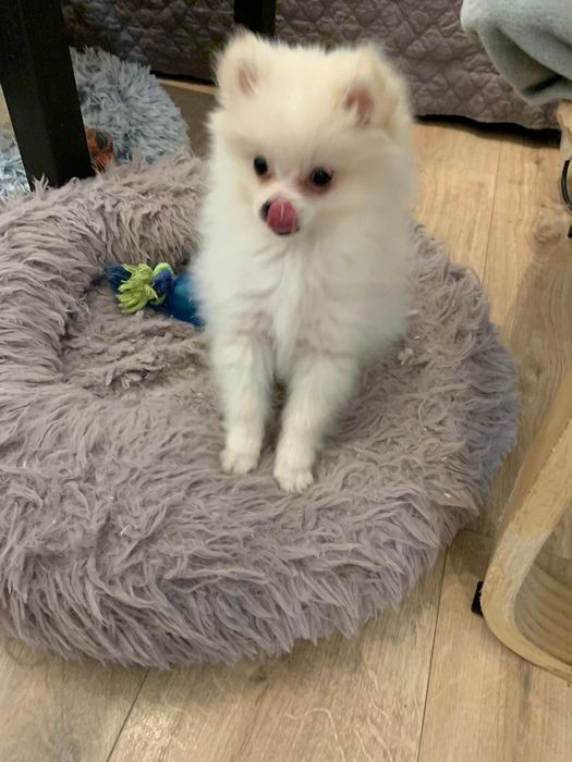 Spitz Alemão /Lulu da Pomerâniarânia