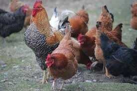 Kury nioski Rosa z wolnego wybiegu. Leghorn z jajkiem. Dowóz Gratis