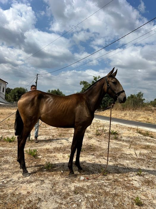 Poldra Lusitana baia 15meses