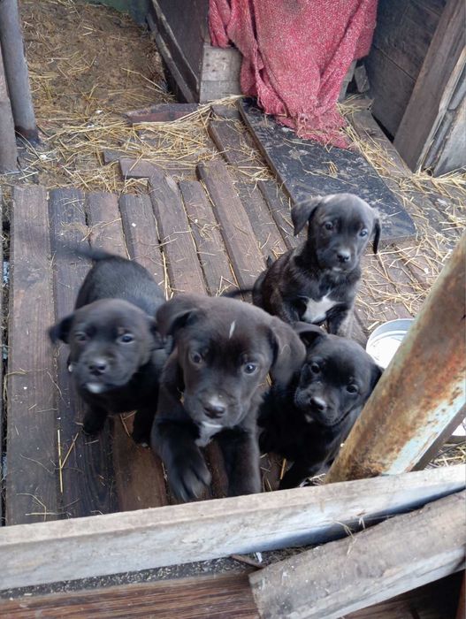 4 песика шукають дім, в хороші руки. Сабака, пес, цуценя