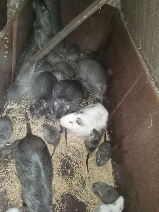 Продам нутрій різного віку