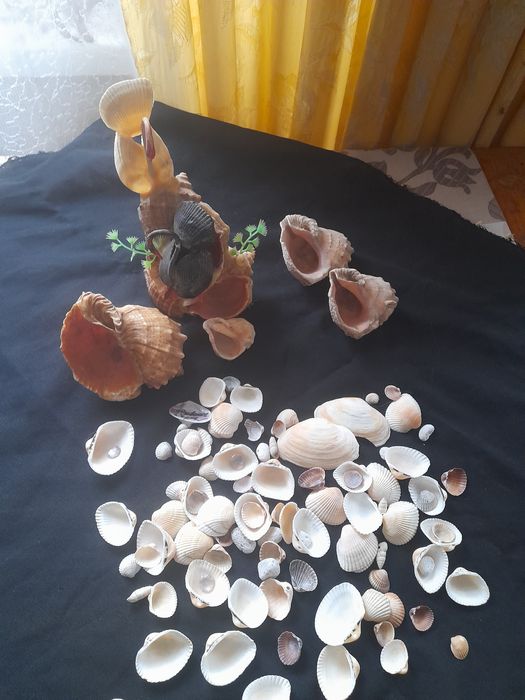 Ракушки для  аквариума