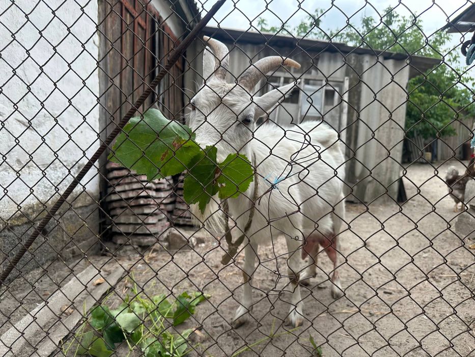 Коза дійна (5років)