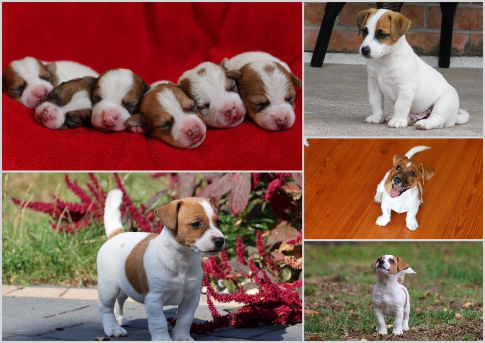 Niebawem- Jack Russell Terrier /hodowla BREFIO