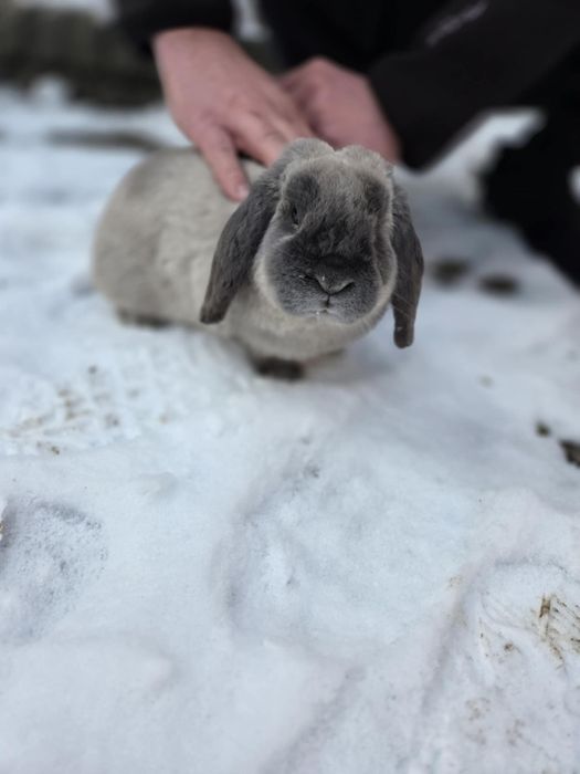 Królik samiec Mini Lop