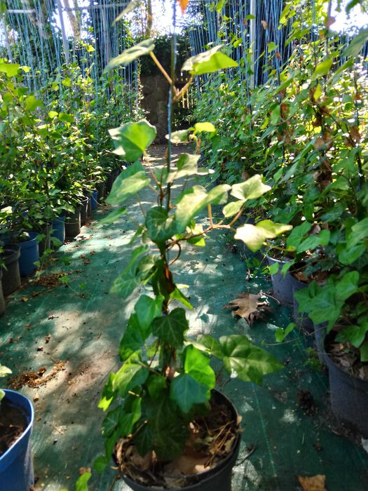 bluszcz   hedera helix , zimozielony do  150 cm