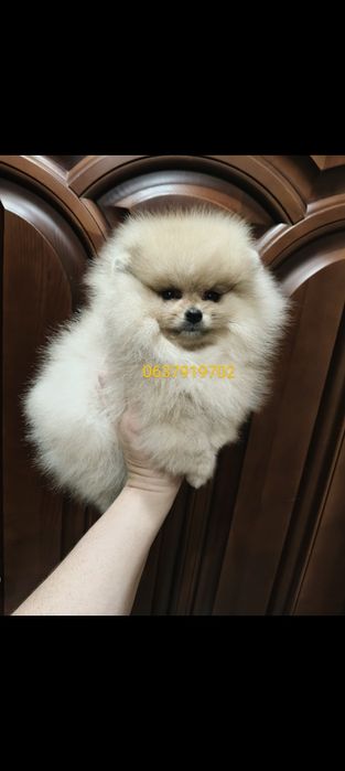 Померанский шпиц девочка Киев