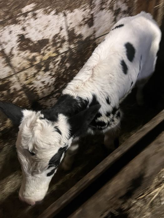 Byczek  cielak simental