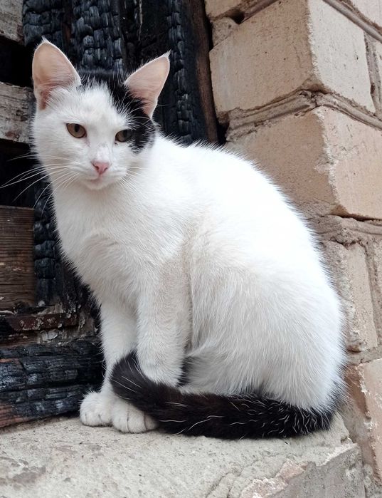 Котикам підліткам потрібні родини