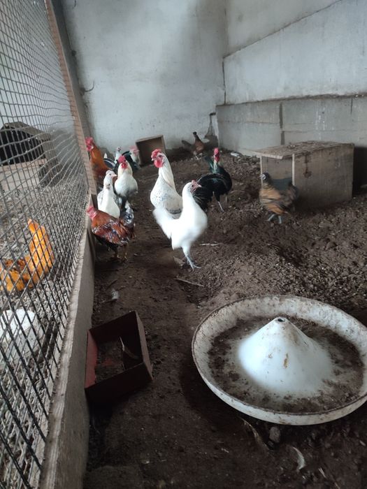 Карликові кури ліліпути