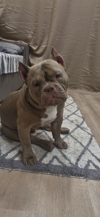 Готовий до стосунків кобель Американський Буллі  (вязка) Рівне Львів