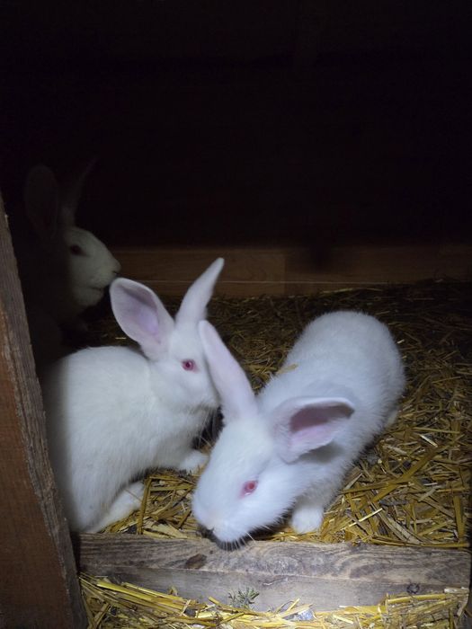 Króliki termondzkie młode dorosłe samice kotne