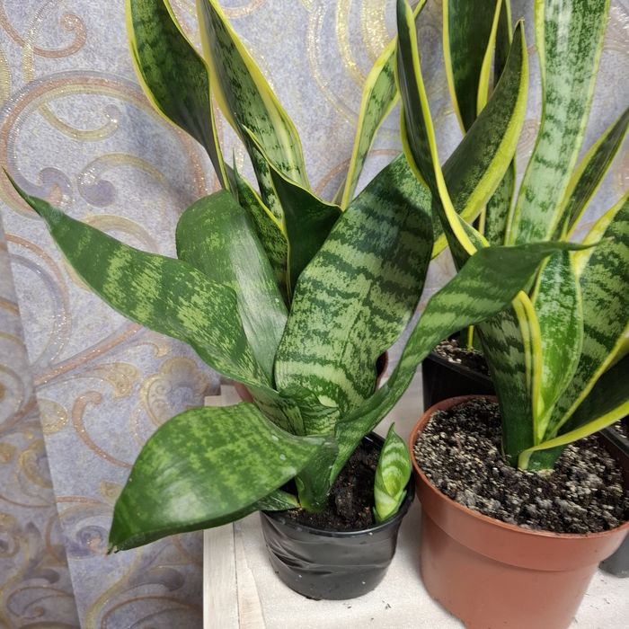 Сансевієрія , сансев'єра 4 сорта