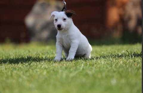 Jack Russel Terrier szczeniak