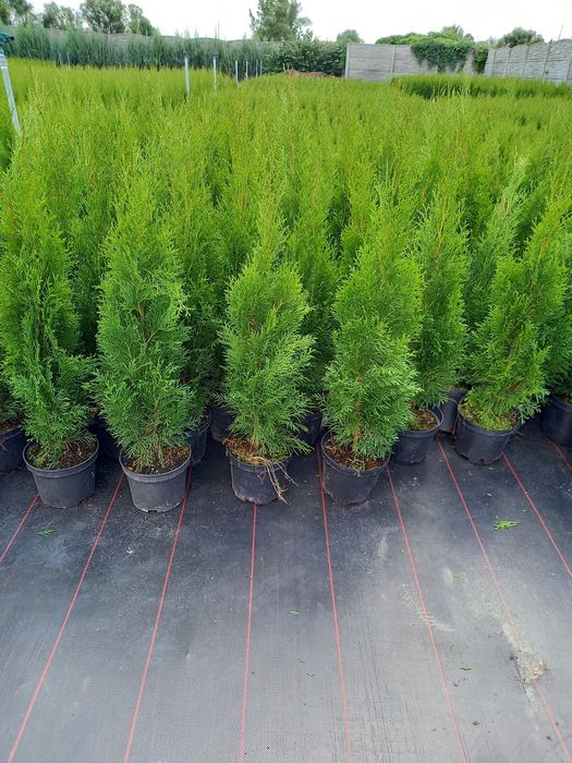 Tuja szmaragd 100 - 120 cm PRODUCENT
