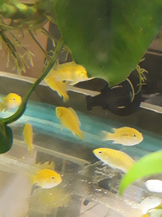 Ciclidios africanos- Labidochromis caeruleus