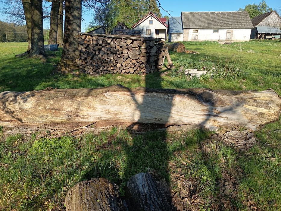 Sprzedam dęba w klocu
