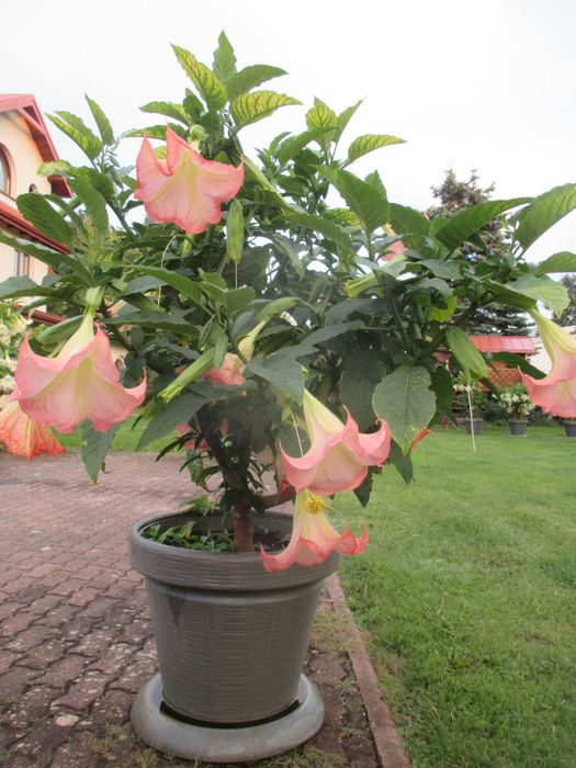 datury takie jak na zdjęciu duże