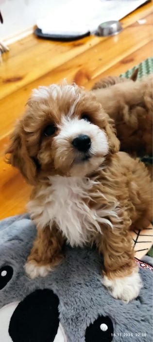 Sprzedam szczeniaka pieska rasy Maltipoo z rodowodem