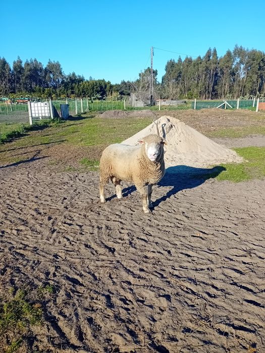 Carneiro ille de France