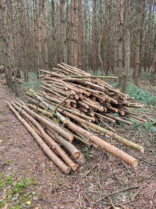 Drewno sosnowe opałowe