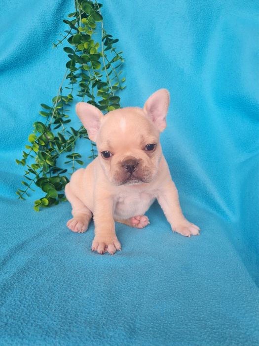 Excelente menina Bulldog/Bouledogue Francês de Qualidade