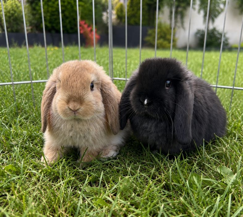 Mini lop / Baranek miniaturowy
