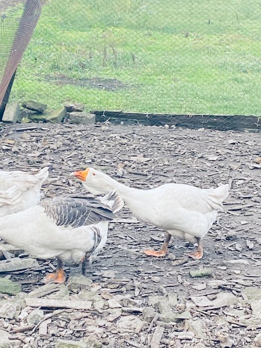 Продам Гусей Холмогори