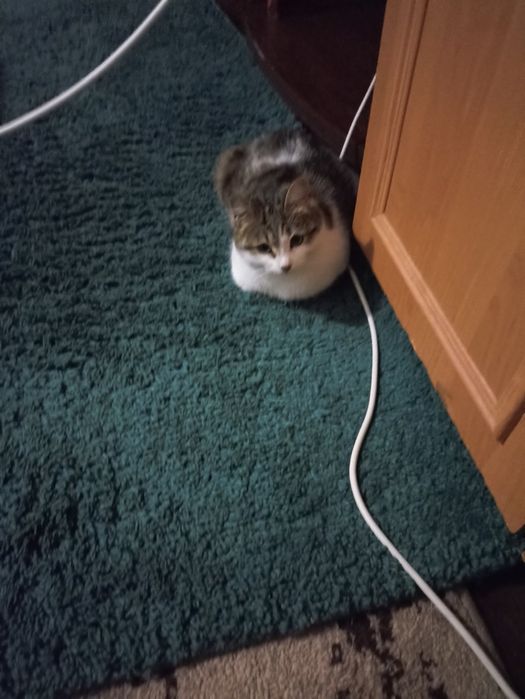 Безкоштовно киця в добрі руки