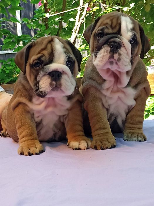 Потужні англічані