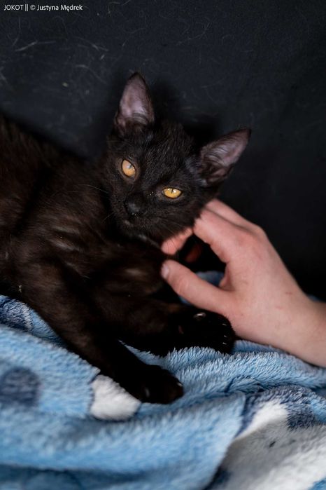 Mała, czarna kotka Pamela do adopcji (akceptuje psy!)
