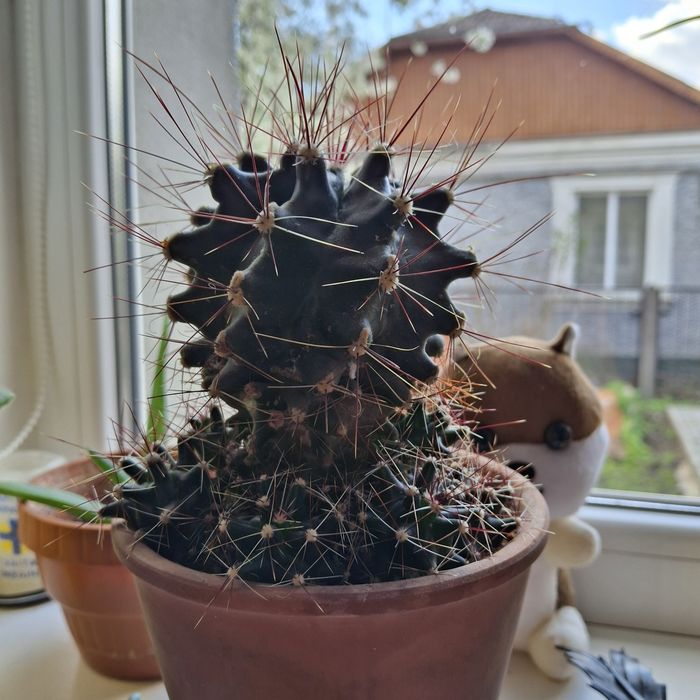 Ferocious hamatacanthus .детка