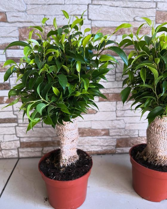 Фікус в мішковині