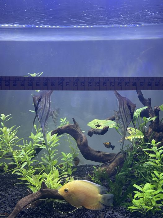 Pterophilum Scalare “Escalares Altum”