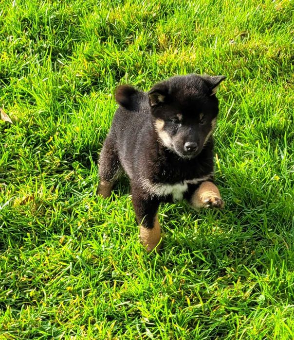 Shiba inu z metryką Fci