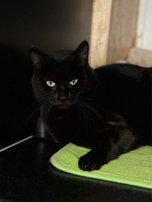 Кішка Парма шукає дім