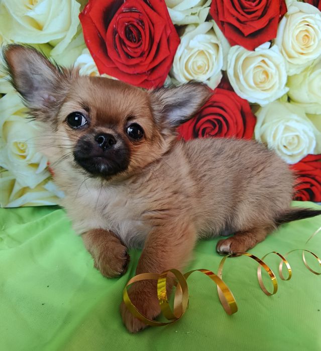 Він супер Чихуахуа!!!