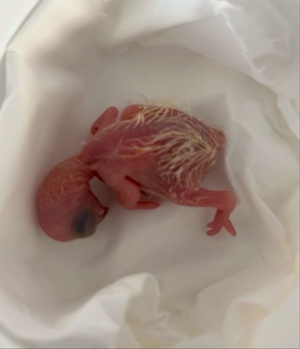 Papagaio auropaliata