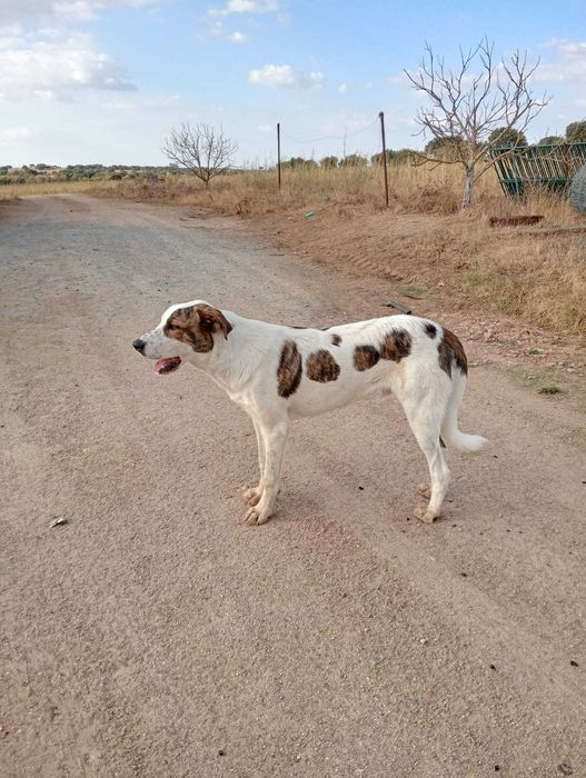 Cão para adoção_Rafeiro Alentejano