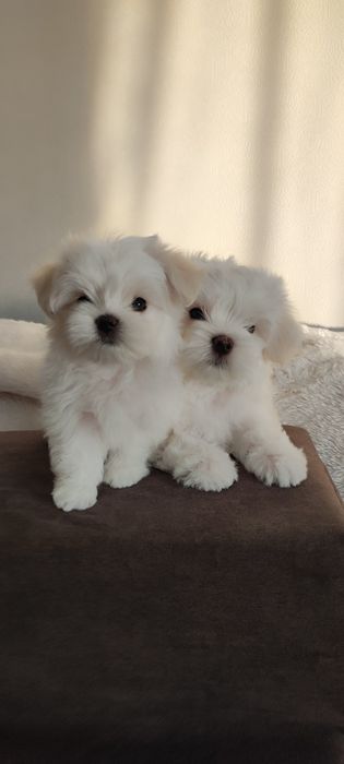 Цуценята мальтезе