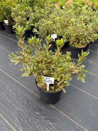 Azalia hot shot variegated