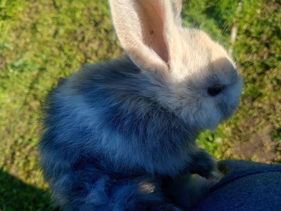 Vendo coelhos anões com 1 mês