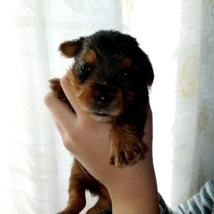 Продам йорків окрасу блю мерле.